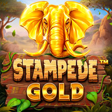 STAMPEDE GOLD