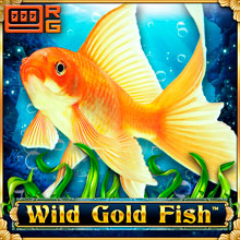 Wild Gold Fish